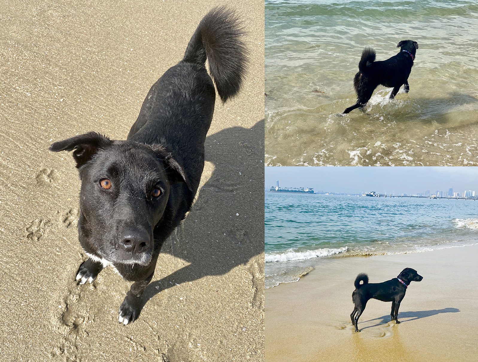 Quarantine Life: Dog Beach
